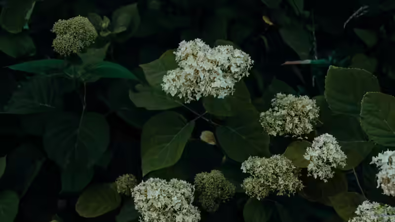 Wenn Hortensien die Hitze plagt - Klimawandel und Zierpflanzen