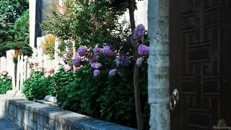 Wenn Hortensien die Hitze plagt - Klimawandel und Zierpflanzen