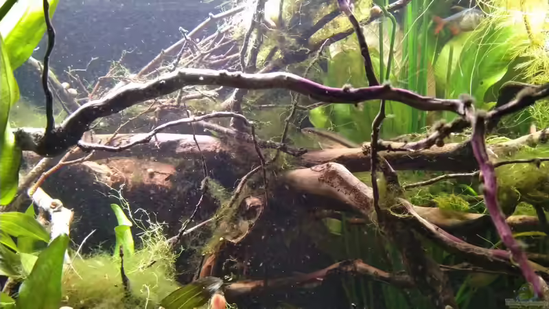 Wenn man einmal sitzt ´in der Strömung der Turbelle´ von SaMü (6)