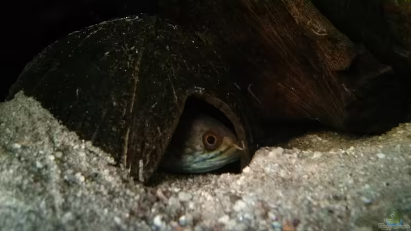 Aquarien mit Kokosnuss (Kokosnusshöhlen)