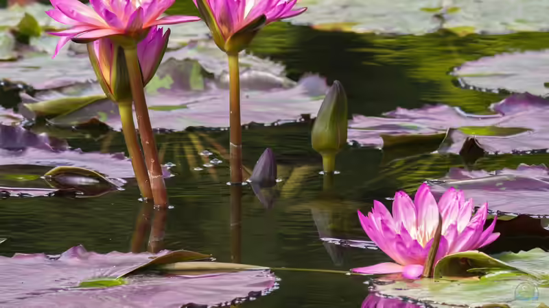 Wenn Seerosen nicht blühen: Ursachen und Lösungen