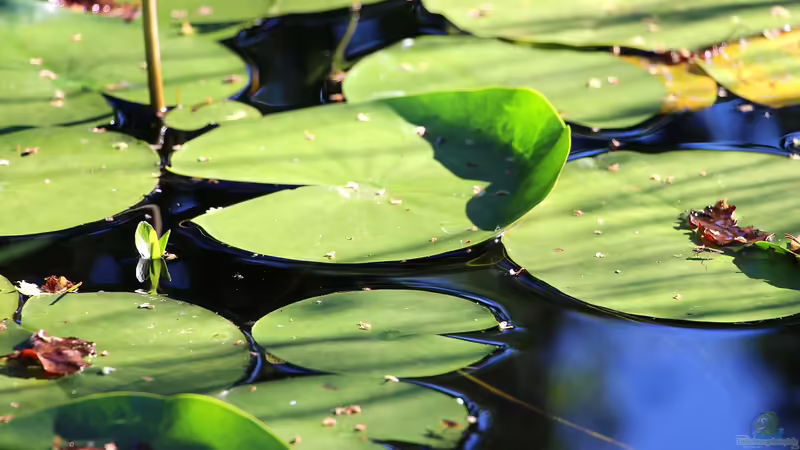 Wenn Seerosen nicht blühen: Ursachen und Lösungen