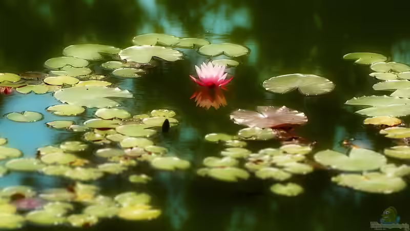 Wenn Seerosen nicht blühen: Ursachen und Lösungen