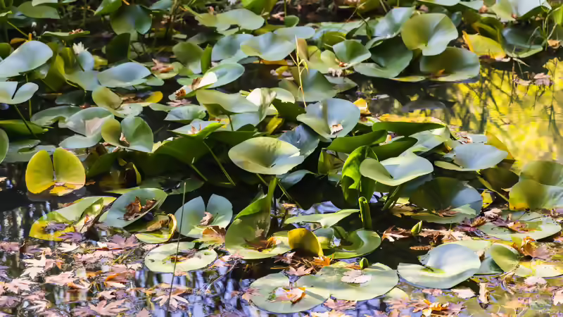 Wenn sich die Blätter der Seerose auftürmen - Ursachen, Erste Hilfe und Vorbeugung