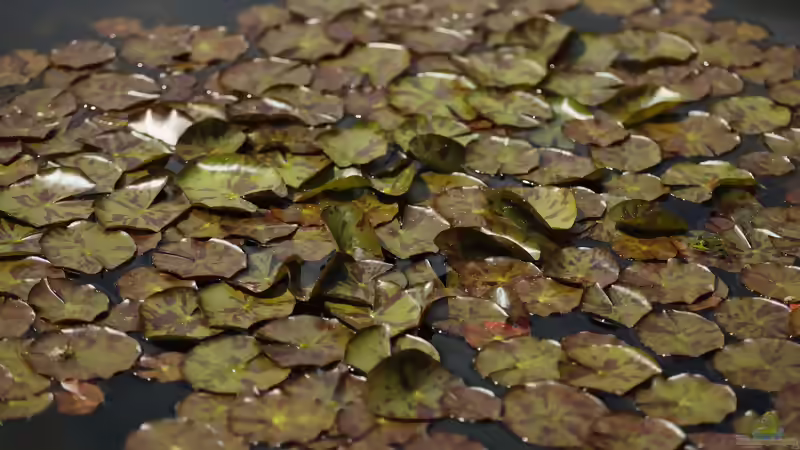 Wenn sich die Blätter der Seerose auftürmen - Ursachen, Erste Hilfe und Vorbeugung