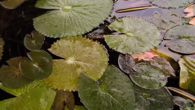 Wenn sich die Blätter der Seerose auftürmen - Ursachen, Erste Hilfe und Vorbeugung