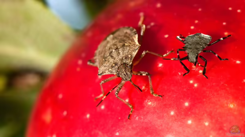 Wenn Wanzen ins Haus kommen - so bleiben die herbstlichen Gäste draußen