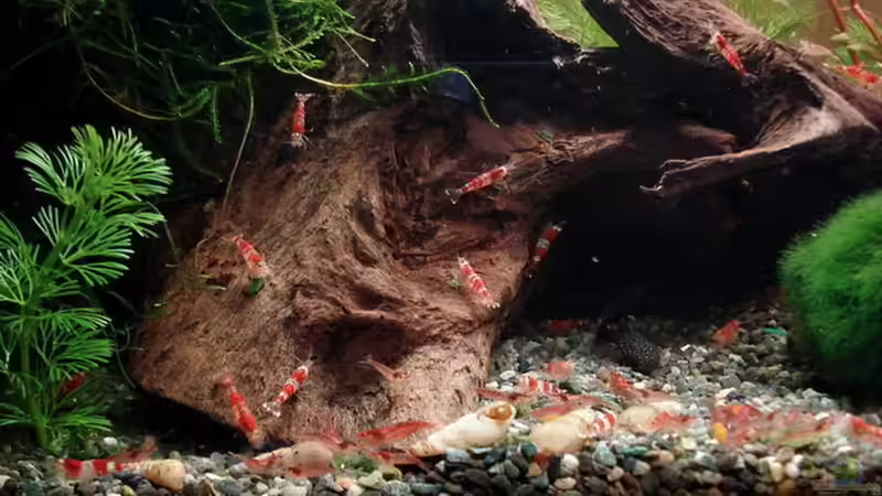 wenn´s Spezialfutter gibt, sind alle da ... von Max Kalkfelsen (6)