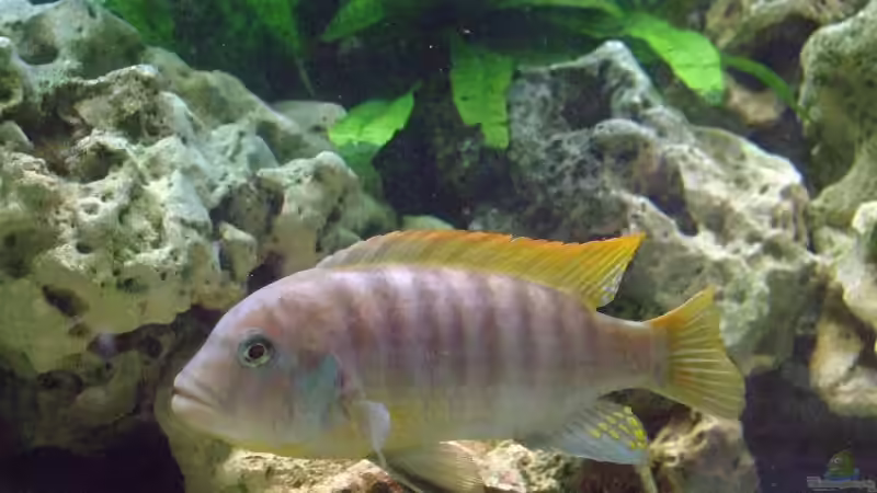 Wer bin ich ??? Kennst du meinen Namen ?? von Daywalker-one (12)