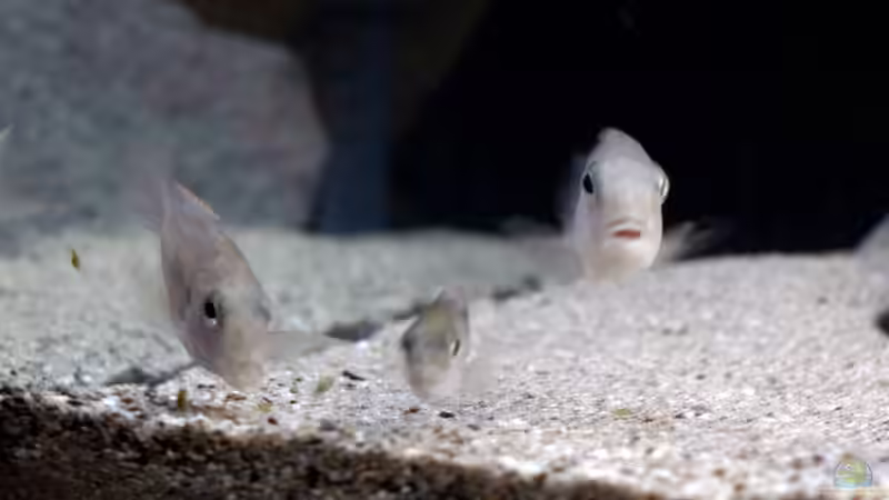 Wer bist Du denn? von freezer2510 (28)