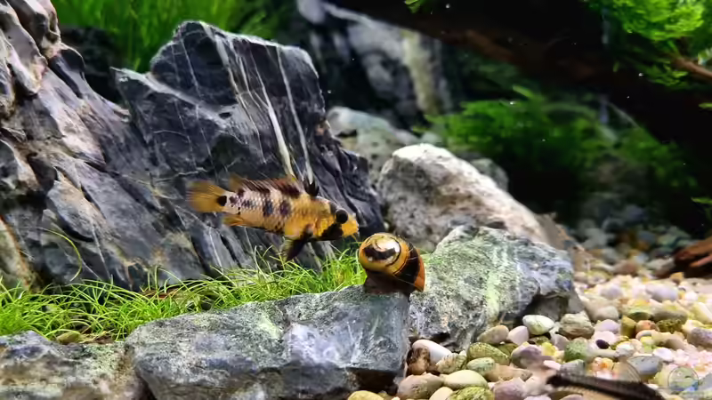 Wer bist´n du ? von Comander (8)