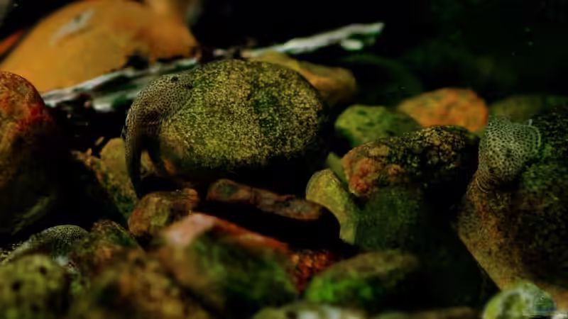 Wer findet 3 Flossensauger im Bild? :) von Benjamin Hamann (12)