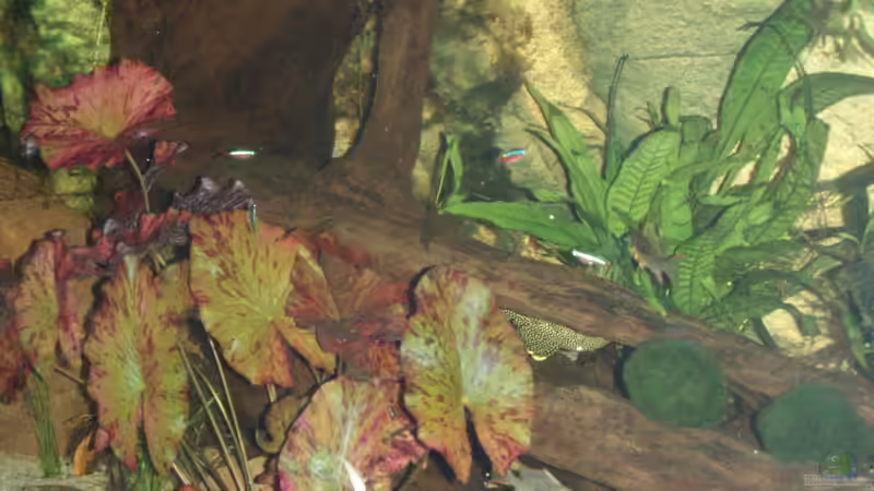 Aquarien mit Baryancistrus xanthellus (L 18 bzw. L 85)