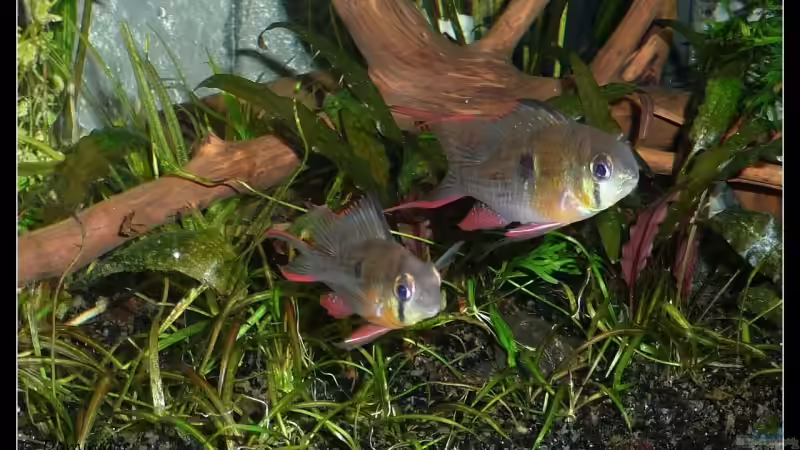 Wer findet den Wels? von *Dominique* (26)