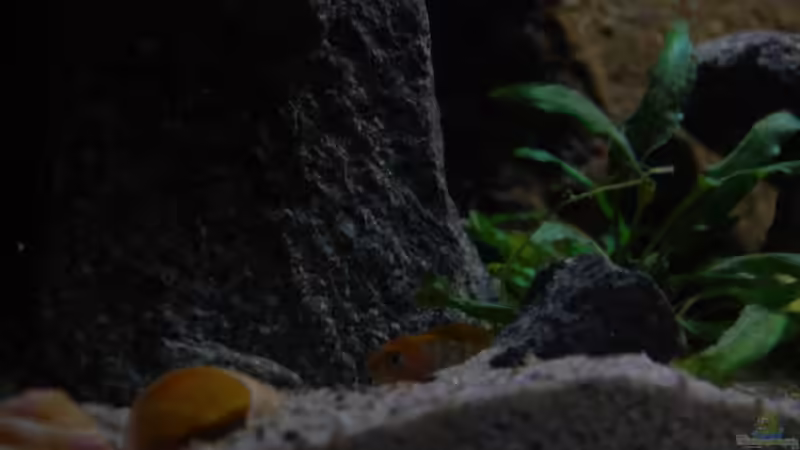 Wer guckt den da? von junger Aquarianer (55)