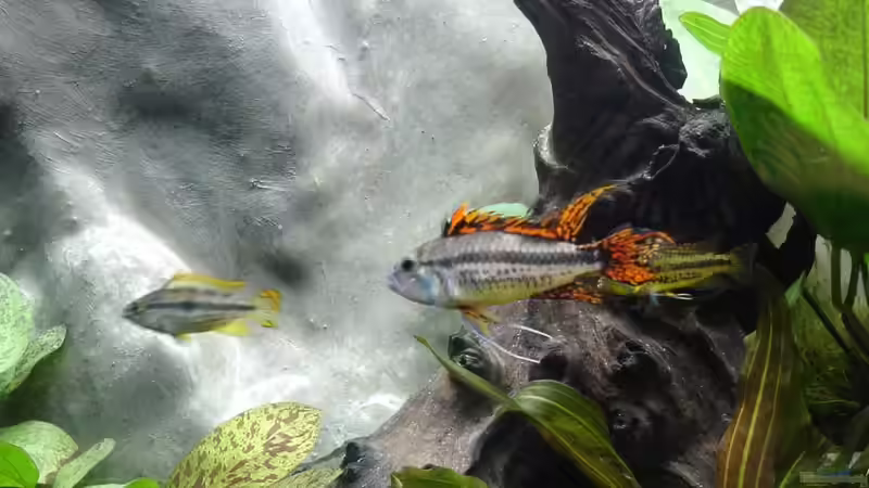 Wer hier wohl der Boss ist?! von Alfur (21)