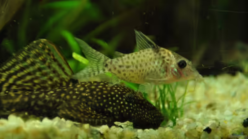 Wer ist der Schnellere?! von Andy90 (34)