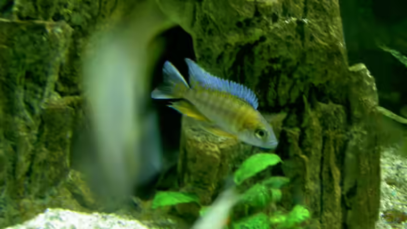 Wer ist der Schönste im ganzen Land? jacobfreibergi! von Thorsten Peetz (19)