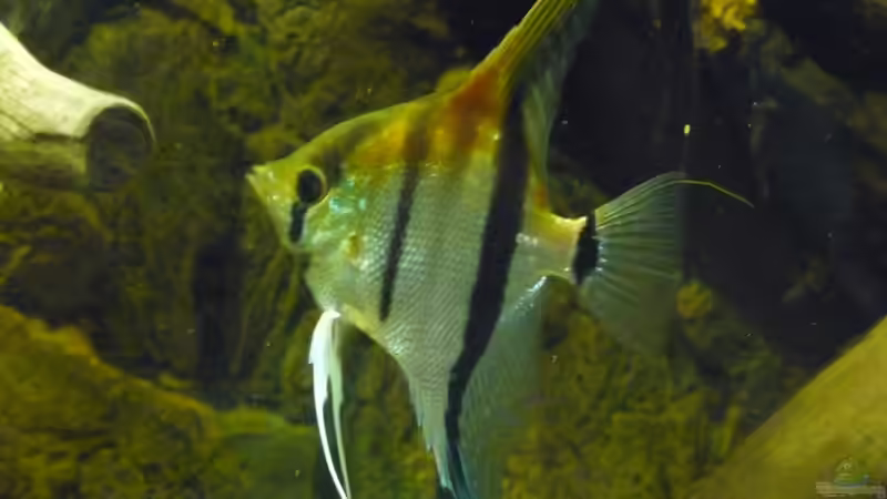 Wer ist hier der Boss? von DerImperator (54)