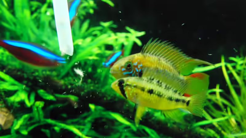 Wer ist schneller? von Dario (19)