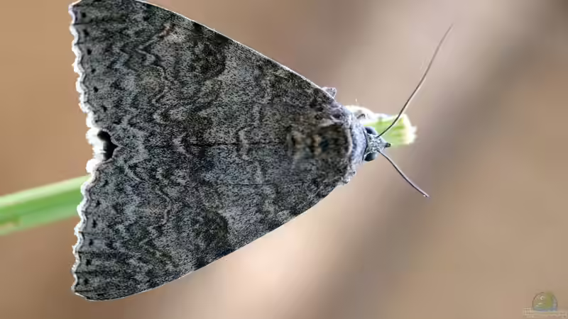 Wer ist was? Schmetterling, Falter, Motte und weitere Bezeichnungen 