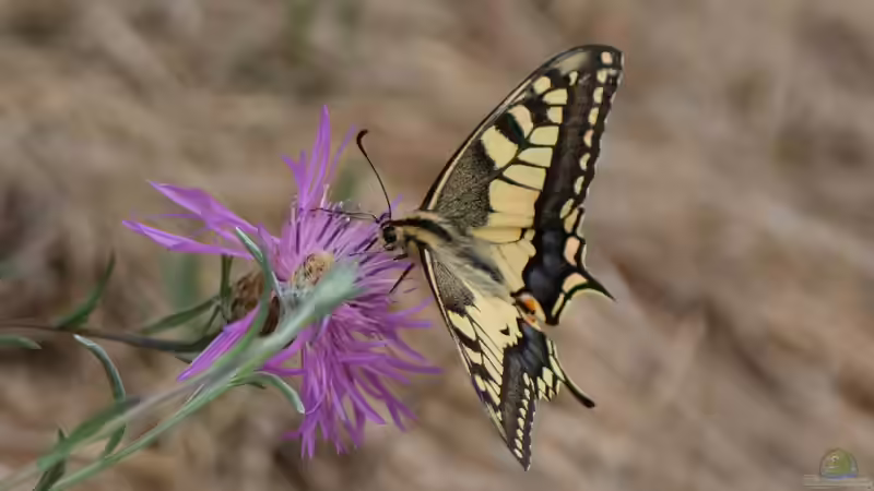 Wer ist was? Schmetterling, Falter, Motte und weitere Bezeichnungen 