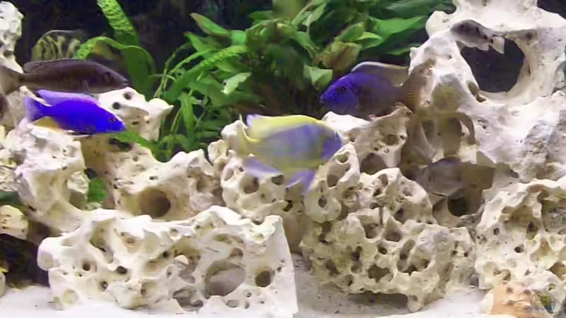 Wer ist wohl der Chef im Becken!? Venustus !!! von Kay Bumann (19)