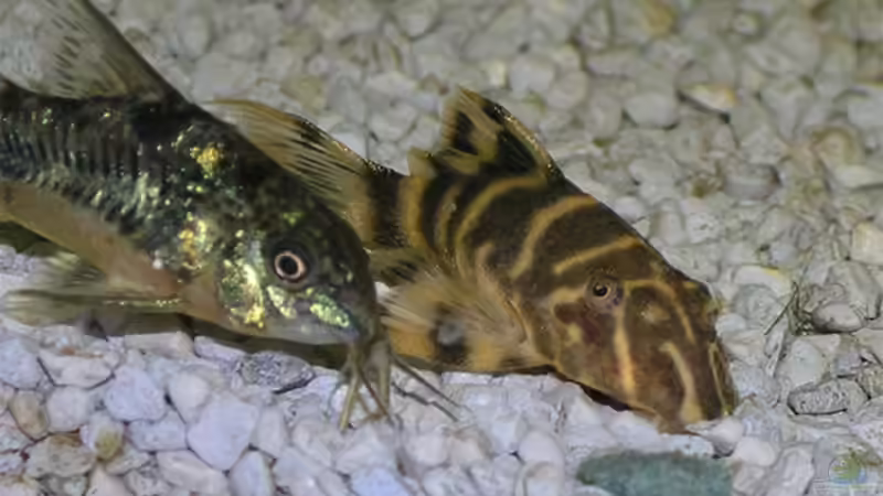 Wer ist zuerst an der Tablette? von Fossybear (28)