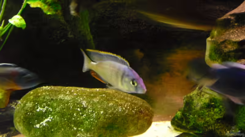 Wer kann mir den Namen dieses Fisches sagen von FischfanAQ (23)