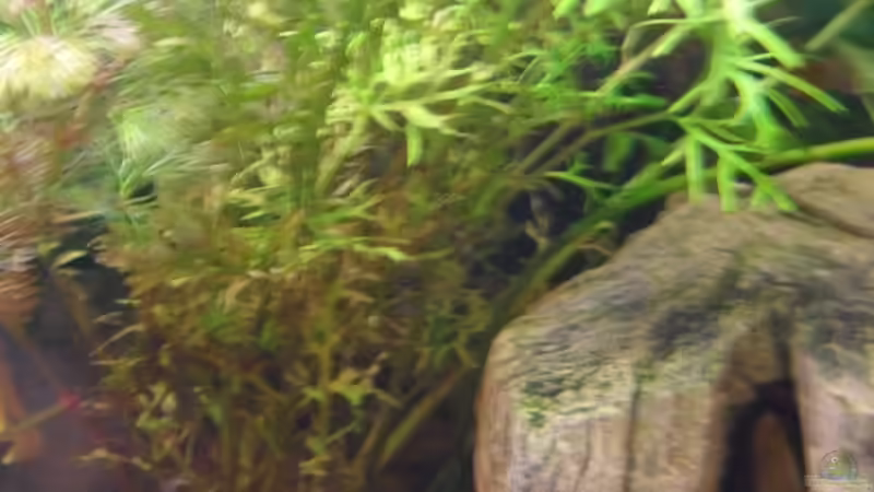 Wer kann mir sagen wie die Pflanze heißt? von McCena (5)