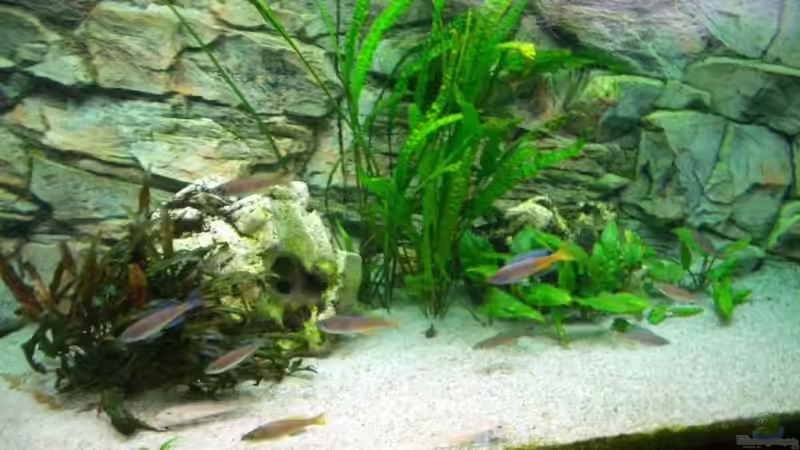 Wer kennt die Crypt. rechts unten im Bild? von Rainer Völlmer (5)