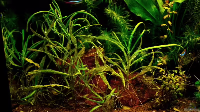 Wer kennt diese Pflanze - wächst eher langsam - 27.10.2013 von solo (18)