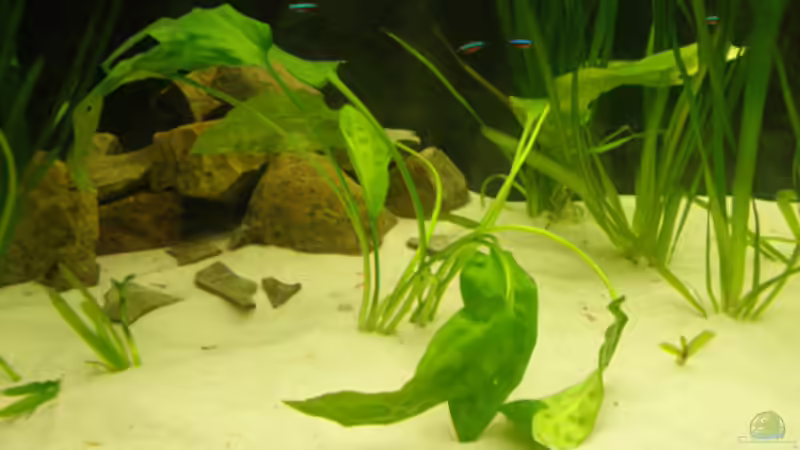 Wer kennt diese Pflanze ? von Cichlid Power (7)