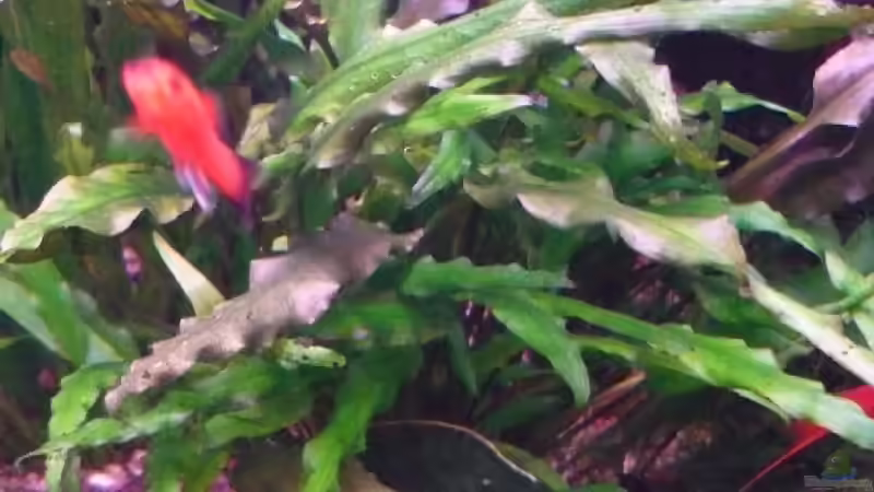 Wer kennt diese Pflanze?? Hinweise bitte an mein Aufnahmestudio! ;-) von Claas Harmsen (4)