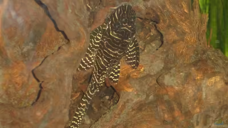 Wer kennt meinen L-Wels? von Katrin Günther (6)