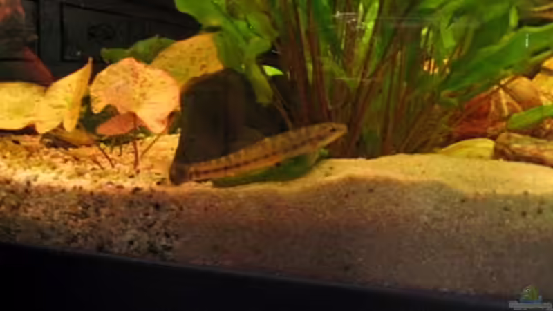 Wer kennt mich? von Andrea&Andreas Wielpütz (9)