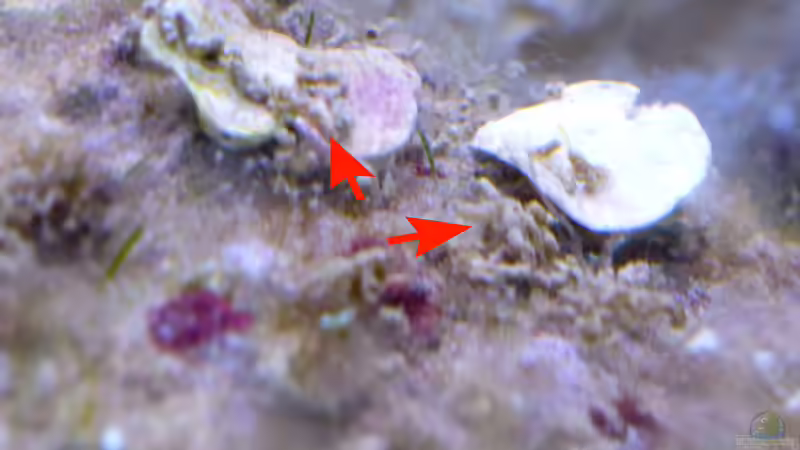 wer produziert soviel Dreck? von Summse (14)