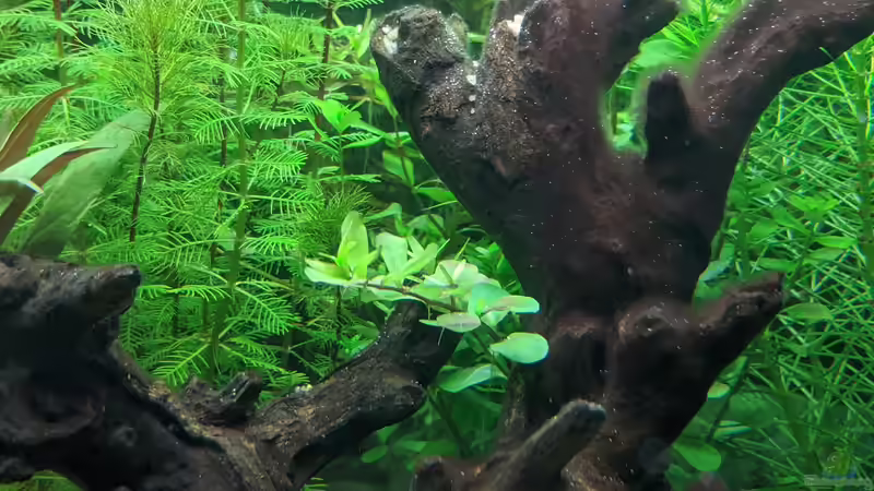 Wer ragt denn da an der Wurzel raus? (17.06.2020) von Ameisenalex (14)