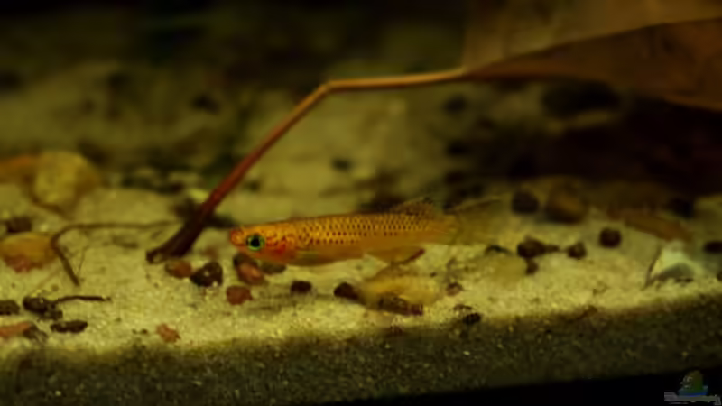 wer sagt, das Weibchen nicht hübsch sind? von die Perle... (48)