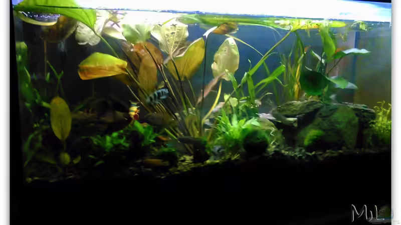 wer sagt, dass Barsche Pflanzen fressen müssen? ;-) von mariajudyta (6)