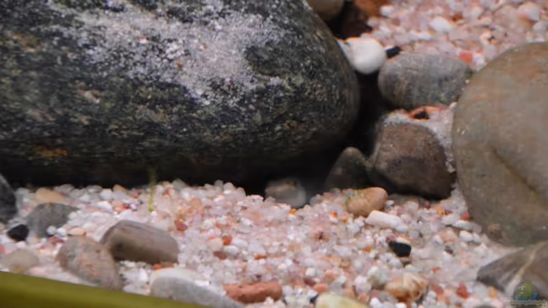 Wer schaut denn hier aus seinem Versteck? von Dominik (51)