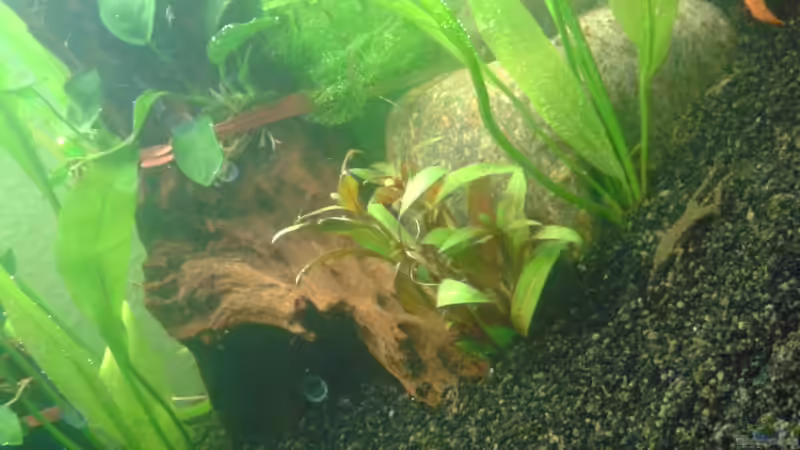 Wer schleicht sich den hier an?  von DerChrischi (22)