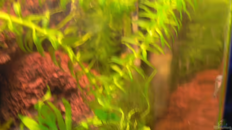 wer suche der finde von Max Wolf (12)