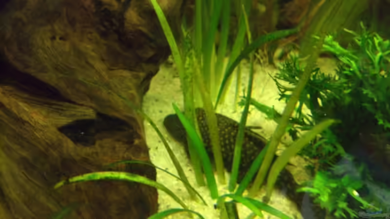 Wer versteckt sich den da? :-) von LockHeed (29)