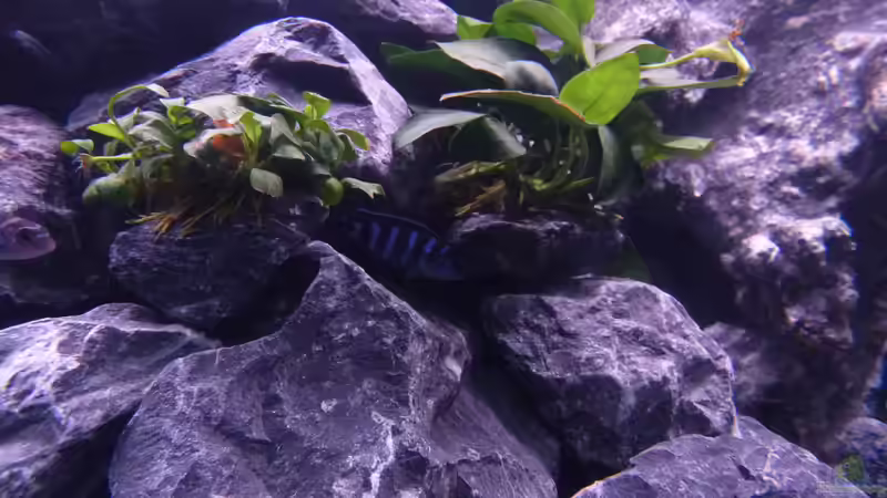 wer versteckt sich denn da? von EvilChicken (21)