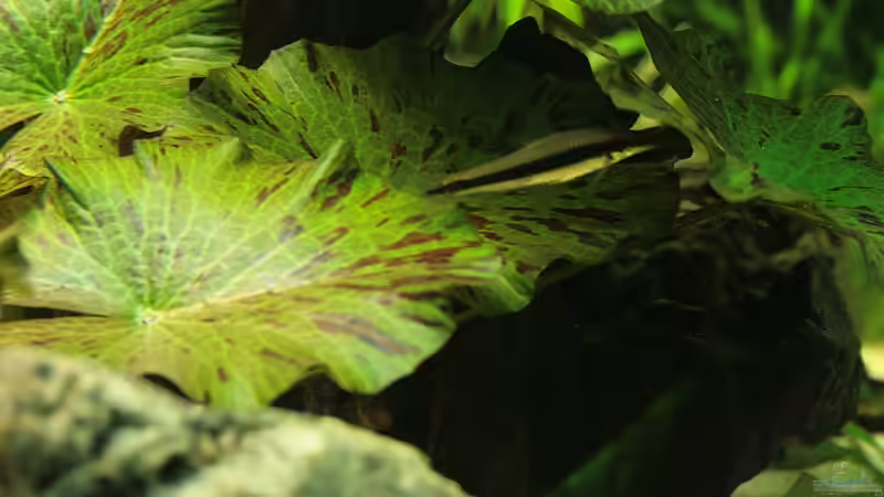 Wer versteckt sich denn hier...? von Grobi (33)