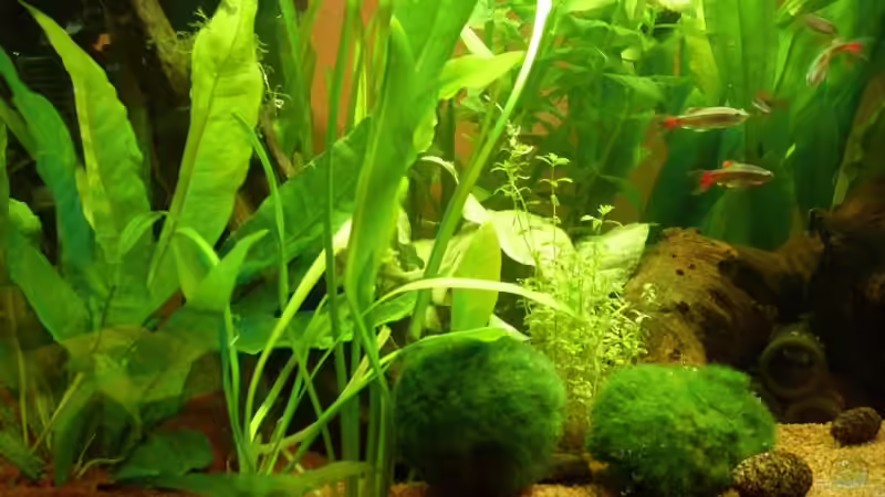 Wer Weiß den Namen der Fische ich habe ihn vergessen =( von Patrick Adler (16)