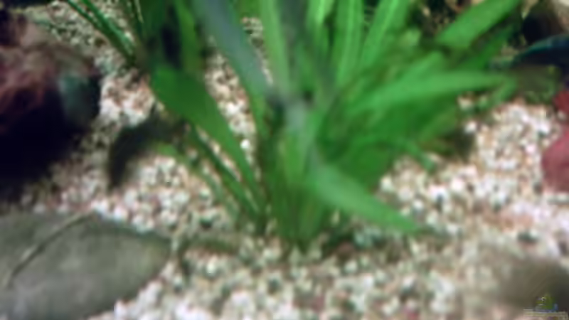 Wer weiss was ich für eine Pflanze bin??? von Sascha.L (8)