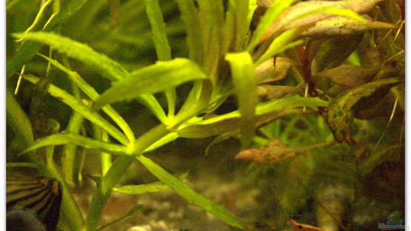 Wer weiß welche Pflanze das ist? von hotwheelz (22)