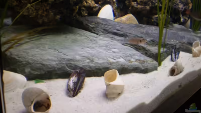 wer will es wagen in mein Revier zu kommen von Mike Schümann (7)